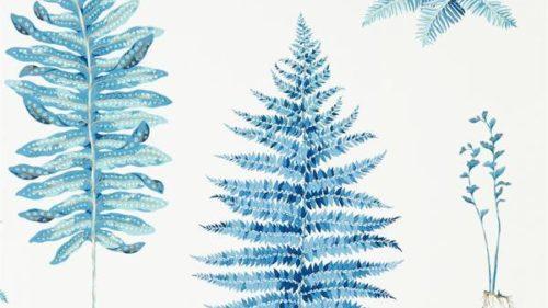 Fernery 216635